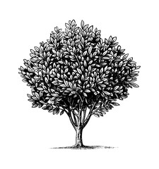 bay laurel tree engraving black and white outline