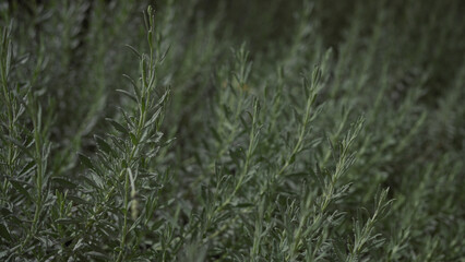 Close-up of fresh rosemary herb, rosmarinus officinalis, in natural garden setting