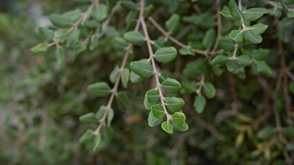 Close-up of a mediterranean coastal plant in murcia, spain, showcasing its small green leaves and the intricate patterns of its branches.