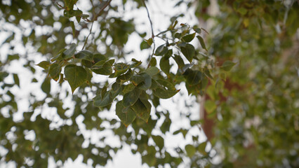 Close-up view of dense green mediterranean foliage in murcia, spain, depicting the intricate textures of leaves.