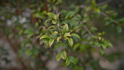 Fototapeta premium Close-up of a shrub with green leaves in murcia, spain, showcasing mediterranean flora.
