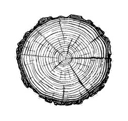 cross section tree wood engraving black and white outline