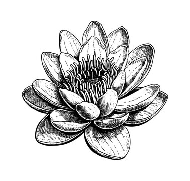 recommend clip art: water lily engraving black and white outline