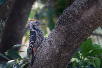brown-fronted woodpecker or Dendrocoptes auriceps in Binsar, Uttarakhand, India