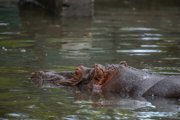 Fototapeta premium hippopotamus in water