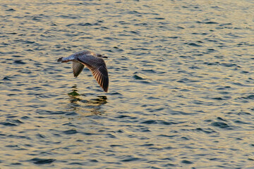 Fototapeta premium A seagull is flying over the water