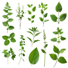 Isolated Collection of Fresh Green Herbs with Varied Leaf Shapes.