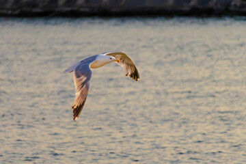 A seagull is flying over the water