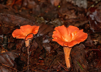 Reddish-orange edible Chanterelle mushrooms growing in leaf litter on the forest floor in a woodland area in Tennessee.