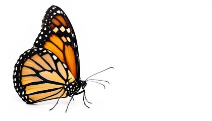 monarch butterfly - Danaus plexippus - or milkweed, common tiger, wanderer, and black veined brown, one of the most popular butterflies.  Milkweed is their host plant.  isolated on white, side view
