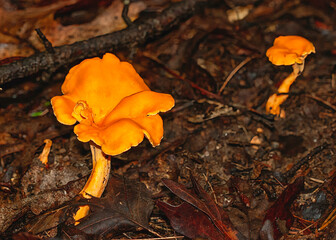 Yellow-orange edible Chanterelle mushrooms growing on the forest floor in a woodland area in Tennessee. Shows stalk and cap.