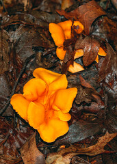 A close-up of the a wrinkly cap of an edible yellow-orange edible Chanterelle mushroom growing on the forest floor in a woodland area in Tennessee.