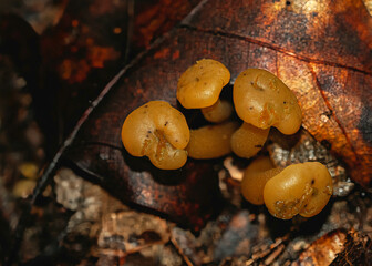 A macro photograph of a cluster of golden-yellow edible jellybaby mushrooms, Leotia spp., growing in leaf litter on a forest floor in Tennessee. The image shows gelatinous irregular, rubbery caps.