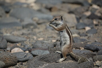 Barbary ground squirrel (Atlantoxerus getulus) island of Fuerteventura in summer