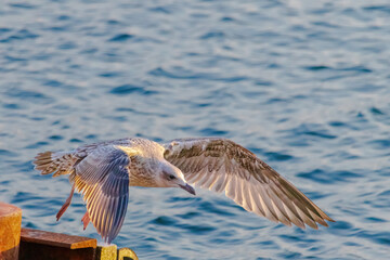 A seagull is flying over the water