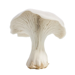 Fototapeta premium Isolated King Trumpet Mushroom with Smooth White Cap and Stem.