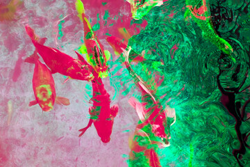 Colorful koi fish in a pond, closeup of photo