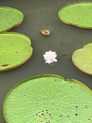 flower, nature, spring, plant, garden, flowers, flora, yellow, bloom, blossom, beauty, white, summer, floral, petal, blooming, purple, pink, leaf, botany, closeup, petals, rain, kwiaty, kwiat, trawa,  © Wiktoria