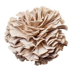 Isolated Maitake Mushroom with a Ruffled Beige Texture.