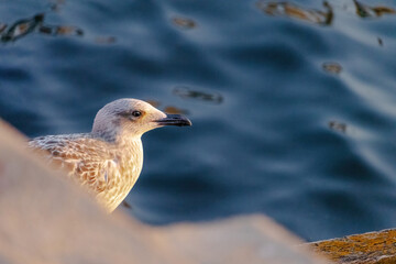 A seagull is standing on a wooden railing by the water