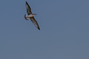 A seagull is flying over the water