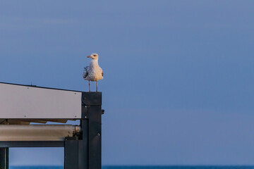 A seagull is standing on a wooden railing by the water