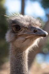 The ostrich is the largest and heaviest living bird in the world they cannot fly.
