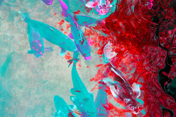 Koi fish in the pond. The background is blue and red.