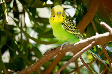 Parakeets are pale green with black bars on their backs, heads, and wings.