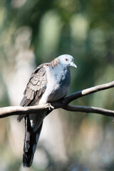 The peaceful dove has a pink-grey breast with checkered grey-brown wings.