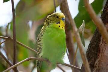 Parakeets are pale green with black bars on their backs, heads, and wings.
