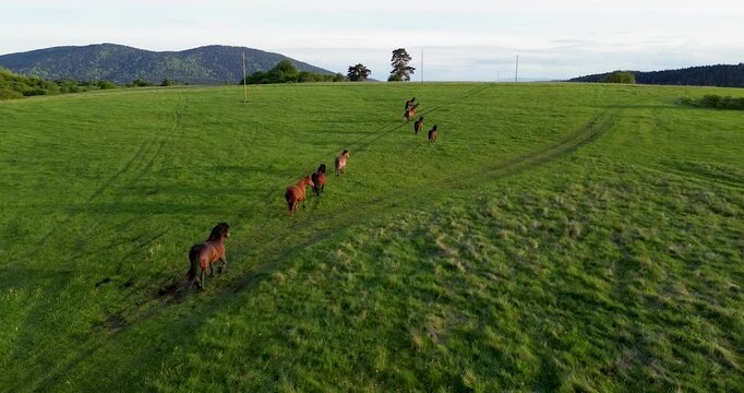 Captured at sunset from an aerial view, wild horses, including a foal, roam vast untouched landscapes, creating a cinematic scene of natural beauty and freedom