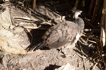 Peahens are mostly brown on their back with a white belly.