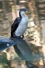 The Pied Cormorant is a medium size bird with black wings and a black tail. It has a white face and chest.