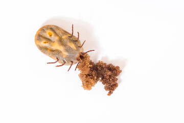 Macro - Big tick, full of blood, having eggs on the white background