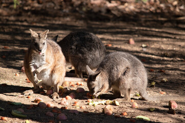 The Red Necked Wallaby Has Mostly Tawny Grey Fur, With A White Chest And Belly, And A Dark Brown...