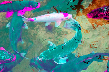 Colorful koi fish in water, closeup of photo.