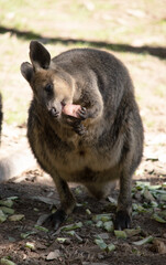 Naklejka premium The Red Necked Wallaby Has Mostly Tawny Grey Fur, With A White Chest And Belly, And A Dark Brown Muzzle, Paws And Feet.