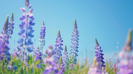 A field of lupines blooming under a clear blue sky.