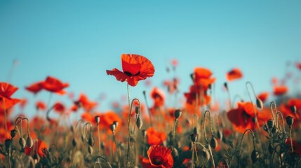 Obraz premium A field of poppies under a clear blue sky, with bright red petals.