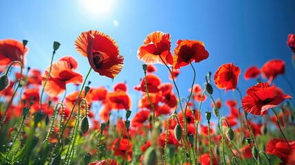 Fototapeta premium A field of poppies under a clear blue sky, with bright red petals.