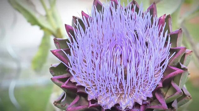 Abeilles Butinant une Fleur d'Artichaut, une abeille se posant pendant la vid&eacute;o