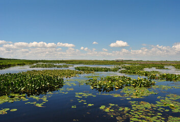 Lily pads in a pond at the wetlands at Point Pelee National Park in Ontario, Canada