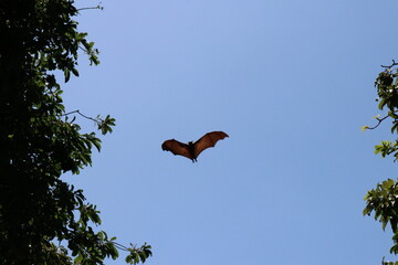Hen bats live in nature.