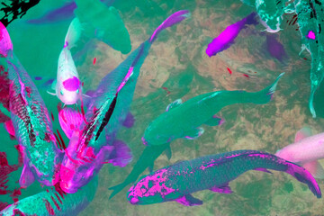 Koi fish swimming in a pond. Colorful fishes in the pond.