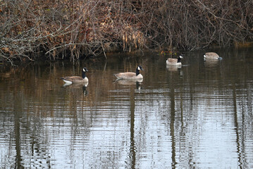 Geese on the lake