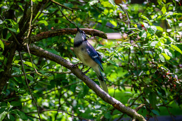Blue Jay bird on a branch