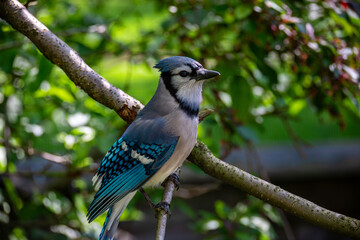 blue jay on a branch