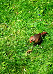 Cardinal on grass 