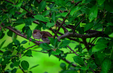 Babies robin on the branch waiting for Mom to feed them. 